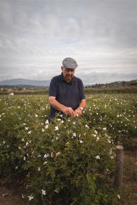 An exclusive look at the Chanel flower fields in Grasse .